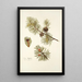 Pinus mughus - Nikolaus Joseph Freiherr von Jacquin — framed artwork on a wall