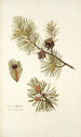 Pinus mughus - Nikolaus Joseph Freiherr von Jacquin — artwork view