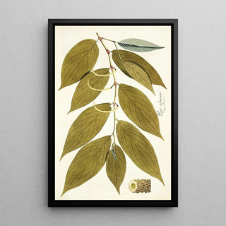 Nikolaus Joseph Freiherr von Jacquin - Piper aduncum.webp