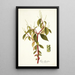 Piper blandum - Nikolaus Joseph Freiherr von Jacquin — framed artwork on a wall