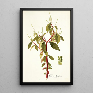 Nikolaus Joseph Freiherr von Jacquin - Piper blandum.webp