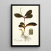 Piper clusiaefolium - Nikolaus Joseph Freiherr von Jacquin — framed artwork on a wall