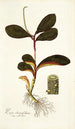 Piper clusiaefolium - Nikolaus Joseph Freiherr von Jacquin — artwork view