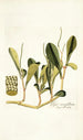 Piper cuneifolium - Nikolaus Joseph Freiherr von Jacquin — artwork view