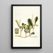 Piper cuneifolium - Nikolaus Joseph Freiherr von Jacquin — framed artwork on a wall