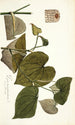 Piper marginatum - Nikolaus Joseph Freiherr von Jacquin — artwork view