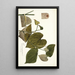 Piper marginatum - Nikolaus Joseph Freiherr von Jacquin — framed artwork on a wall