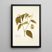 Piper medium - Nikolaus Joseph Freiherr von Jacquin — framed artwork on a wall