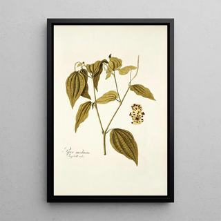 Nikolaus Joseph Freiherr von Jacquin - Piper medium.webp