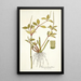 Piper pereskiaefolium - Nikolaus Joseph Freiherr von Jacquin — framed artwork on a wall