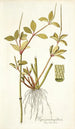Piper pereskiaefolium - Nikolaus Joseph Freiherr von Jacquin — artwork view