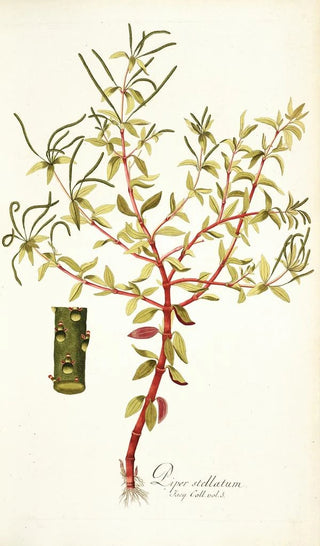 Nikolaus Joseph Freiherr von Jacquin - Piper stellatum.webp