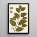 Piper tuberculatum - Nikolaus Joseph Freiherr von Jacquin — framed artwork on a wall