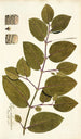 Piper tuberculatum - Nikolaus Joseph Freiherr von Jacquin — artwork view