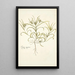 Plantago aegyptiaca - Nikolaus Joseph Freiherr von Jacquin — framed artwork on a wall