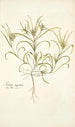 Plantago aegyptiaca - Nikolaus Joseph Freiherr von Jacquin — artwork view