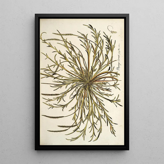 Nikolaus Joseph Freiherr von Jacquin - Plantago cornuti.webp