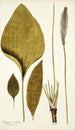Plantago maxima - Nikolaus Joseph Freiherr von Jacquin — artwork view