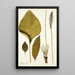 Plantago maxima - Nikolaus Joseph Freiherr von Jacquin — framed artwork on a wall