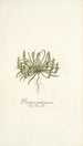 Plantago patagonica - Nikolaus Joseph Freiherr von Jacquin — artwork view