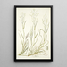 Poa abyssinica - Nikolaus Joseph Freiherr von Jacquin — framed artwork on a wall