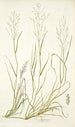 Poa abyssinica - Nikolaus Joseph Freiherr von Jacquin — artwork view