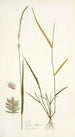 Poa ciliaris - Nikolaus Joseph Freiherr von Jacquin — artwork view
