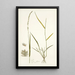 Poa ciliaris - Nikolaus Joseph Freiherr von Jacquin — framed artwork on a wall