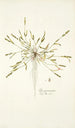 Poa peruviana - Nikolaus Joseph Freiherr von Jacquin — artwork view