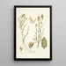 Poa sicula - Nikolaus Joseph Freiherr von Jacquin — framed artwork on a wall