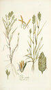 Poa sicula - Nikolaus Joseph Freiherr von Jacquin — artwork view