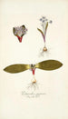 Polyanthes pygmaea - Nikolaus Joseph Freiherr von Jacquin — artwork view