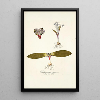 Nikolaus Joseph Freiherr von Jacquin - Polyanthes pygmaea.webp