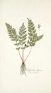 Polypodium alpinum - Nikolaus Joseph Freiherr von Jacquin — artwork view