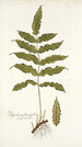 Polypodium fraxinifolium - Nikolaus Joseph Freiherr von Jacquin — artwork view