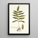 Polypodium fraxinifolium - Nikolaus Joseph Freiherr von Jacquin — framed artwork on a wall