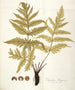 Polypodium hippocrepis - Nikolaus Joseph Freiherr von Jacquin — artwork view