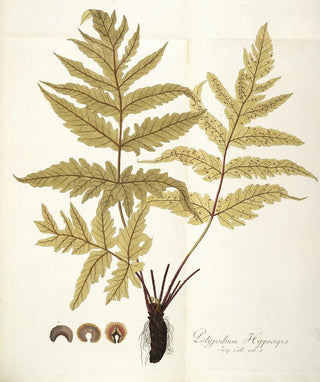 Nikolaus Joseph Freiherr von Jacquin - Polypodium hippocrepis.webp