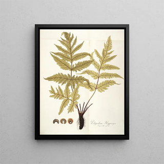 Nikolaus Joseph Freiherr von Jacquin - Polypodium hippocrepis.webp