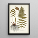 Polypodium molle - Nikolaus Joseph Freiherr von Jacquin — framed artwork on a wall