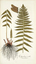 Polypodium molle - Nikolaus Joseph Freiherr von Jacquin — artwork view