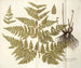 Polypodium multifidum - Nikolaus Joseph Freiherr von Jacquin — artwork view
