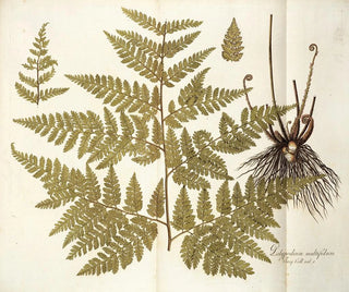 Polypodium multifidum - Nikolaus Joseph Freiherr von Jacquin — artwork view