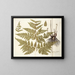 Polypodium multifidum - Nikolaus Joseph Freiherr von Jacquin — framed artwork on a wall