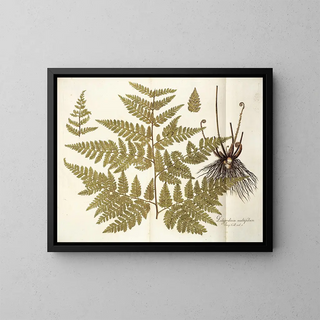 Polypodium multifidum - Nikolaus Joseph Freiherr von Jacquin — framed artwork on a wall