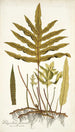 Polypodium phymatodes - Nikolaus Joseph Freiherr von Jacquin — artwork view