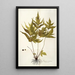 Polypodium trifoliatum - Nikolaus Joseph Freiherr von Jacquin — framed artwork on a wall