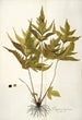 Polypodium trifoliatum - Nikolaus Joseph Freiherr von Jacquin — artwork view
