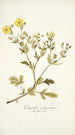 Potentilla astracanica - Nikolaus Joseph Freiherr von Jacquin — artwork view