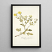 Potentilla astracanica - Nikolaus Joseph Freiherr von Jacquin — framed artwork on a wall